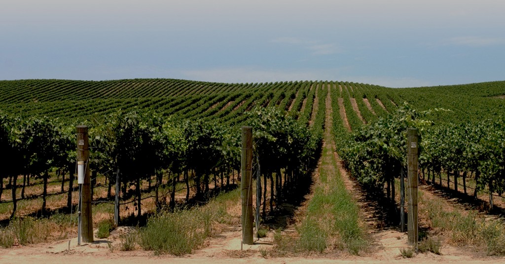 vine therapy, vineyard